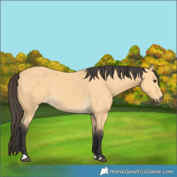 Horse Color:Buckskin 