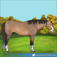 Horse Color:Bay Dun Splash 