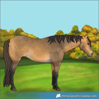 Horse Color:Buckskin 