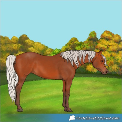 Horse Color:Silver Bay 