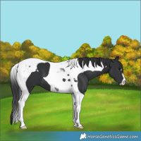 Horse Color:Black Tobiano 