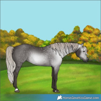 Horse Color:Gray Silver Black 