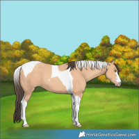 Horse Color:Amber Champagne Tobiano