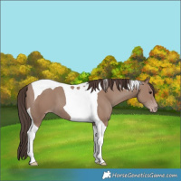 Horse Color:Classic Champagne Tobiano 