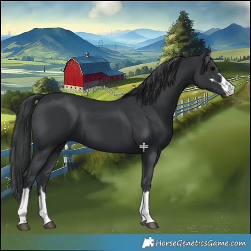 Horse Color:Black 