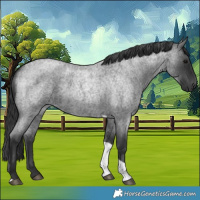 Horse Color:Blue Roan Tobiano 