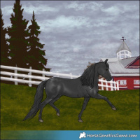 Horse Color:Black 
