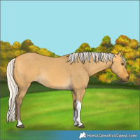 Horse Color:Silver Buckskin Dun Tobiano