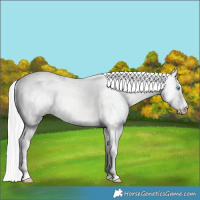 Horse Color:Silver Perlino Dun 