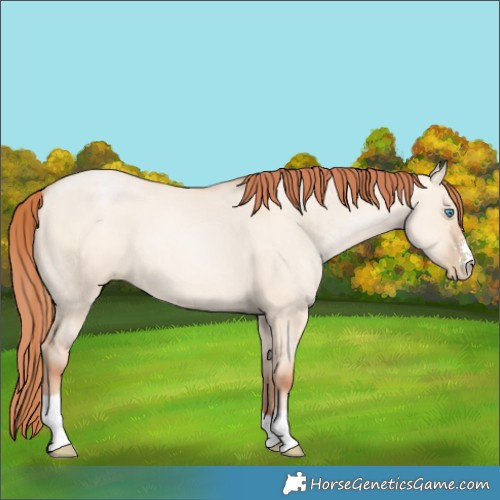 Horse Color:Sable Champagne Pearl Dun Sabino Tobiano 