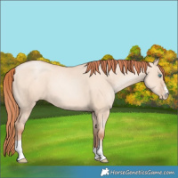 Horse Color:Sable Champagne Pearl Dun Sabino Tobiano 