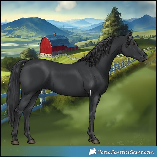 Horse Color:Black 