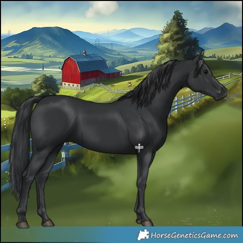 Horse Color:Black 