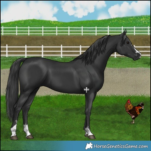Horse Color:Black 