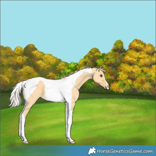Horse Color:Palomino Dun Tobiano 