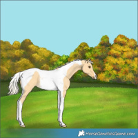 Horse Color:Palomino Dun Tobiano