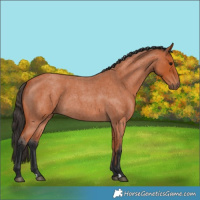Horse Color:Unknown 