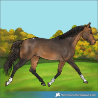 Horse Color:Buckskin Tobiano