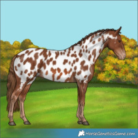Horse Color:Chestnut Near Leopard 