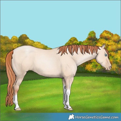 Horse Color:Sable Champagne Pearl Dun Sabino Tobiano 