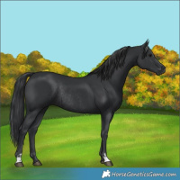 Horse Color:Black  and Black Rabicano 