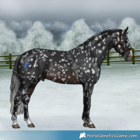 Horse Color:Brown Appaloosa Rabicano 