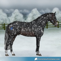 Horse Color:Brown Appaloosa Rabicano 