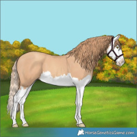 Horse Color:Gold Champagne Splash
