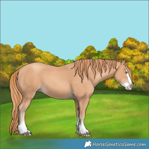 Horse Color:Gold Champagne Splash 