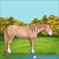 Horse Color:Gold Champagne Splash 