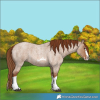 Horse Color:Red Dun Roan Splash Frame Rabicano 