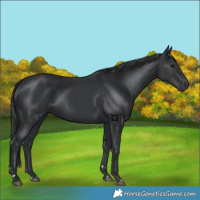 Horse Color:Black 