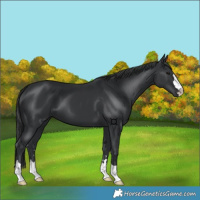 Horse Color:Black 