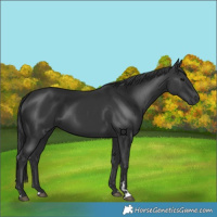 Horse Color:Black 