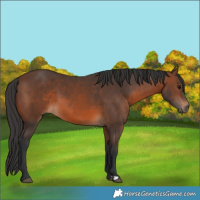 Horse Color:Brown 