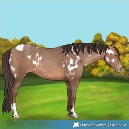 Horse Color:Sable Champagne Appaloosa and Sable Champagne