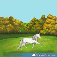 Horse Color:Gold Cream Champagne Roan Dun Appaloosa Rabicano 