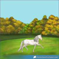 Horse Color:Gold Cream Champagne Roan Dun Blanket Rabicano 