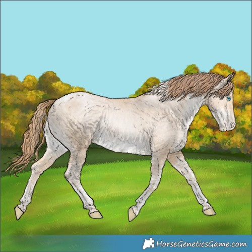 Horse Color:Buckskin Pearl Tobiano Appaloosa Rabicano 