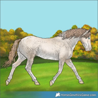 Horse Color:Buckskin Snowdrop Tobiano Appaloosa Rabicano