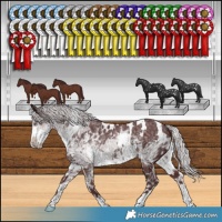 Horse Color:White Spotted Chocolate Silver Smoky Black Chinchilla Ice