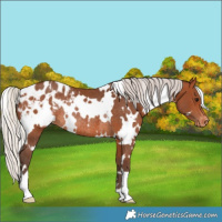 Horse Color:White Spotted Silver Brown Appaloosa Rabicano 