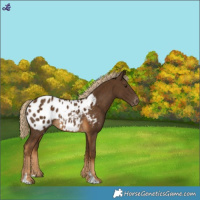 Horse Color:Chocolate Palomino Blanket Rabicano 