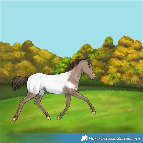 Horse Color:Classic Champagne Appaloosa 