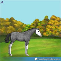 Horse Color:Blue Roan Splash Varnish 