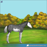 Horse Color:Blue Roan Splash Varnish Rabicano 