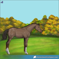Horse Color:Liver Red Dun 