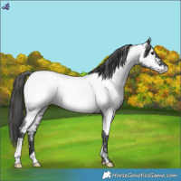 Horse Color:Blue Roan Near Fewspot 