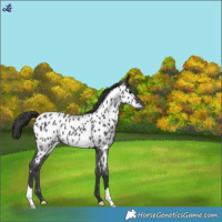 Horse Color:Blue Roan Appaloosa 