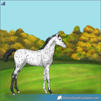 Horse Color:Blue Roan Near Leopard 